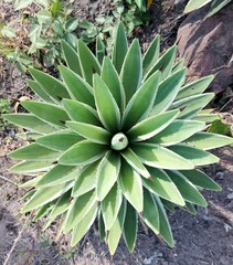 Fototapeta premium Agave snow glow plant