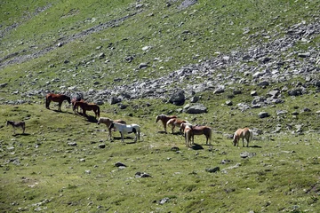 Tuinposter Pferde bei Gargellen im Montafon © Fotolyse