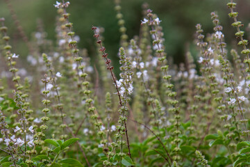 plantação de majericão, folhas verdes e flores