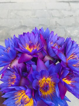 The blue-flowered Nymphaea nouchali or nil mānel