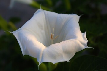 white calla lilies