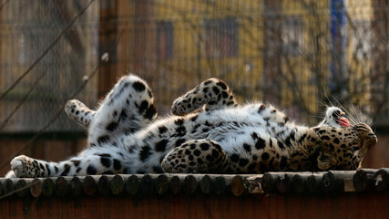 Spotted African leopard, wild and big pussy in the zoo.