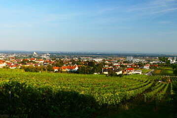 Fototapeta na wymiar Weinbauregion Gumpoldskirchen