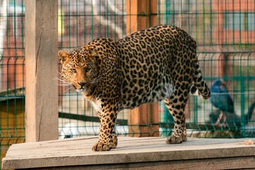 Spotted African leopard, wild and big pussy in the zoo.