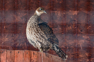 Quail, a bird in a cage, a family of pheasants.