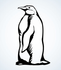 Penguin on the ice. Vector drawing