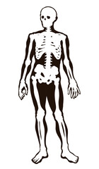 Human skeleton. Vector schematic drawing