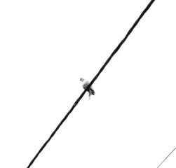 bird on wire