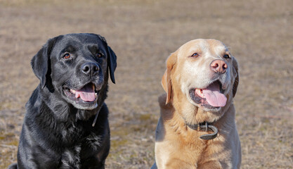 Labrador dogs black and fawn are sitting side by side and looking in the same direction.