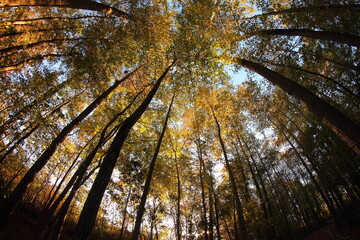 Fisheye view of trees with fall colors