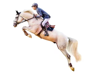 Rolgordijnen Jockey on horse. White Horse. Champion. Horse riding. Equestrian sport. Jockey riding jumping horse. Poster. Sport. White background. Isolated watercolor Illustration © mari