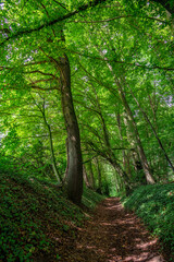 Fototapeta premium path in the green fresh forest