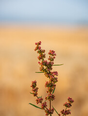 weed grass in the sunshine