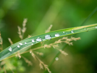 rain drops on the green grass