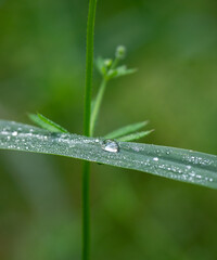 rain drops on the green grass