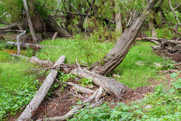 Fototapeta na wymiar Fallen Trees on the Batture of the Mississippi River in New Orleans 