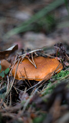 Hike to the forest for mushrooms