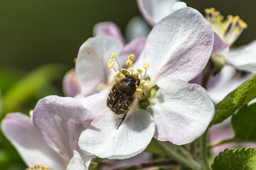 Macro shot of an insect collecting nectar from a white flower
