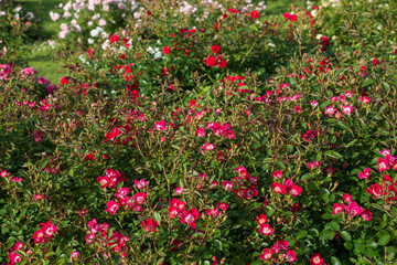 Fototapeta premium Still life flowers- background art