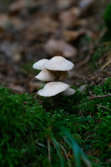 group of porcini mushrooms in the forest