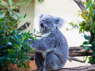 Koala at the zoo in Vienna