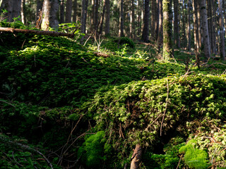 Autumn forest in innsbruck beautifful