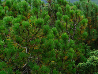 tops of pine trees, background