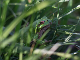 Frog in the grass. This macro will make your job better