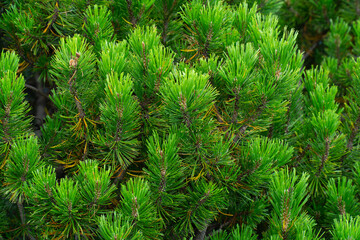tops of pine trees, background