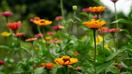 Spring flower garden in sunny spring