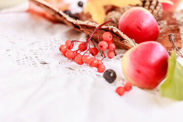 Autumn composition. Bark, rowanberries, red apples, autumn leaves, cones on white rustic background