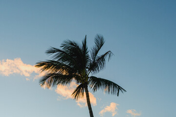 Palm tree during sunset on Oahu, Hawaii