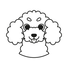 Isolated cute avatar of a poodle dog breed Vector illustration