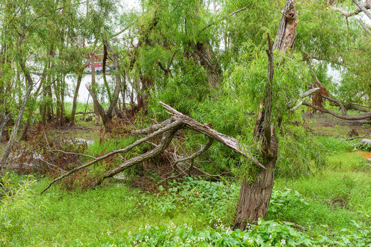 Broken Trees Along the Batture of the Mississippi River as a Tugboat Passes in New Orleans