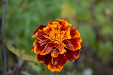 orange flower in the morning