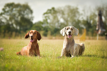 Dogs, weimaraners are lying in grass. Amazing day on czech agility competition.