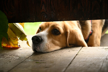 Beagle