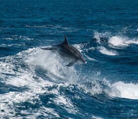 Dolphin leaping energetically from blue ocean waters