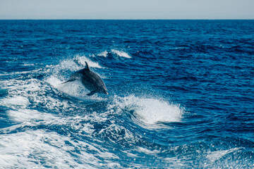 Dolphin leaping energetically from blue ocean waters