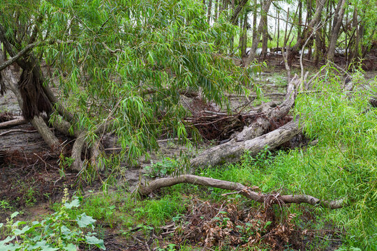Fallen Trees along the Mississippi River in Uptown New Orleans	