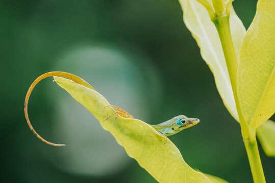 Green anolis lizard on a leaf in Martinique
