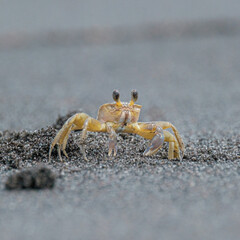 Close-up of a sand crab on the beach in Martinique