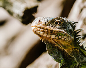 Lesser Antillean Green Iguana on Chancel Island - Martinique