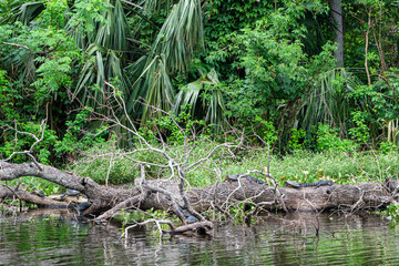Fototapeta na wymiar Alligators and Turtles on a Log 