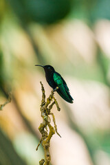 Purple-throated Carib sitting on a branch 