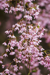 Prunus subhirtella - Rosebud cherry with many pink flowers.