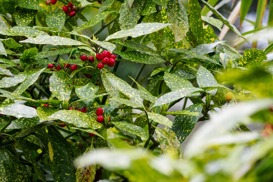 Aucuba japonica - speckled shrub leaves and red berries.