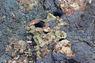 A detail of the coastal underwater fauna at low tide next to the Ilheu Bom-Bom Principe Island Africa