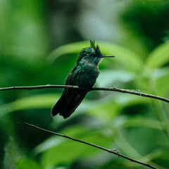 Antillean Crested Hummingbird sitting on a branch 