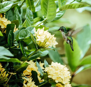 Antillean Crested Hummingbird Feeding On A Flower 